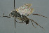  (Agenioideus rytiphorus - BC-ZSM-HYM-30229-C06)  @11 [ ] CreativeCommons - Attribution Non-Commercial Share-Alike (2019) SNSB, Staatliche Naturwissenschaftliche Sammlungen Bayerns ZSM (SNSB, Zoologische Staatssammlung Muenchen)