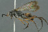  ( - BC-ZSM-HYM-30229-C11)  @11 [ ] CreativeCommons - Attribution Non-Commercial Share-Alike (2019) SNSB, Staatliche Naturwissenschaftliche Sammlungen Bayerns ZSM (SNSB, Zoologische Staatssammlung Muenchen)