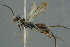  ( - BC-ZSM-HYM-30229-C12)  @11 [ ] CreativeCommons - Attribution Non-Commercial Share-Alike (2019) SNSB, Staatliche Naturwissenschaftliche Sammlungen Bayerns ZSM (SNSB, Zoologische Staatssammlung Muenchen)
