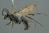  ( - BC-ZSM-HYM-30229-D05)  @11 [ ] CreativeCommons - Attribution Non-Commercial Share-Alike (2019) SNSB, Staatliche Naturwissenschaftliche Sammlungen Bayerns ZSM (SNSB, Zoologische Staatssammlung Muenchen)