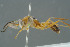  ( - BC-ZSM-HYM-30229-D09)  @11 [ ] CreativeCommons - Attribution Non-Commercial Share-Alike (2019) SNSB, Staatliche Naturwissenschaftliche Sammlungen Bayerns ZSM (SNSB, Zoologische Staatssammlung Muenchen)