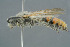  ( - BC-ZSM-HYM-30229-G01)  @11 [ ] CreativeCommons - Attribution Non-Commercial Share-Alike (2019) SNSB, Staatliche Naturwissenschaftliche Sammlungen Bayerns ZSM (SNSB, Zoologische Staatssammlung Muenchen)