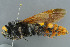 ( - BC-ZSM-HYM-30229-H02)  @11 [ ] CreativeCommons - Attribution Non-Commercial Share-Alike (2019) SNSB, Staatliche Naturwissenschaftliche Sammlungen Bayerns ZSM (SNSB, Zoologische Staatssammlung Muenchen)