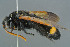  (Megascolia bidens - BC-ZSM-HYM-30229-H05)  @11 [ ] CreativeCommons - Attribution Non-Commercial Share-Alike (2019) SNSB, Staatliche Naturwissenschaftliche Sammlungen Bayerns ZSM (SNSB, Zoologische Staatssammlung Muenchen)