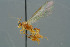  ( - BC-ZSM-HYM-30229-H10)  @13 [ ] CreativeCommons - Attribution Non-Commercial Share-Alike (2019) SNSB, Staatliche Naturwissenschaftliche Sammlungen Bayerns ZSM (SNSB, Zoologische Staatssammlung Muenchen)