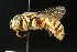  (Eoanthidium hoplostoma - BC-ZSM-HYM-30268-A04)  @11 [ ] CreativeCommons - Attribution Non-Commercial Share-Alike (2020) SNSB, Staatliche Naturwissenschaftliche Sammlungen Bayerns ZSM (SNSB, Zoologische Staatssammlung Muenchen)