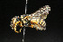 (Eoanthidium clypeare - BC-ZSM-HYM-30268-A07)  @11 [ ] CreativeCommons - Attribution Non-Commercial Share-Alike (2020) SNSB, Staatliche Naturwissenschaftliche Sammlungen Bayerns ZSM (SNSB, Zoologische Staatssammlung Muenchen)
