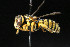  ( - BC-ZSM-HYM-30268-A12)  @11 [ ] CreativeCommons - Attribution Non-Commercial Share-Alike (2020) SNSB, Staatliche Naturwissenschaftliche Sammlungen Bayerns ZSM (SNSB, Zoologische Staatssammlung Muenchen)