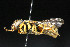  ( - BC-ZSM-HYM-30268-B02)  @11 [ ] CreativeCommons - Attribution Non-Commercial Share-Alike (2020) SNSB, Staatliche Naturwissenschaftliche Sammlungen Bayerns ZSM (SNSB, Zoologische Staatssammlung Muenchen)