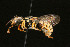  (Eoanthidium nasiculum orientale - BC-ZSM-HYM-30268-B04)  @11 [ ] CreativeCommons - Attribution Non-Commercial Share-Alike (2020) SNSB, Staatliche Naturwissenschaftliche Sammlungen Bayerns ZSM (SNSB, Zoologische Staatssammlung Muenchen)
