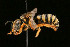  (Eoanthidium pasteelsi - BC-ZSM-HYM-30268-B08)  @11 [ ] CreativeCommons - Attribution Non-Commercial Share-Alike (2020) SNSB, Staatliche Naturwissenschaftliche Sammlungen Bayerns ZSM (SNSB, Zoologische Staatssammlung Muenchen)
