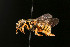 ( - BC-ZSM-HYM-30268-C01)  @11 [ ] CreativeCommons - Attribution Non-Commercial Share-Alike (2020) SNSB, Staatliche Naturwissenschaftliche Sammlungen Bayerns ZSM (SNSB, Zoologische Staatssammlung Muenchen)