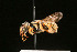  ( - BC-ZSM-HYM-30268-C03)  @11 [ ] CreativeCommons - Attribution Non-Commercial Share-Alike (2020) SNSB, Staatliche Naturwissenschaftliche Sammlungen Bayerns ZSM (SNSB, Zoologische Staatssammlung Muenchen)