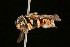  (Eoanthidium crenulatum - BC-ZSM-HYM-30268-D04)  @11 [ ] CreativeCommons - Attribution Non-Commercial Share-Alike (2020) SNSB, Staatliche Naturwissenschaftliche Sammlungen Bayerns ZSM (SNSB, Zoologische Staatssammlung Muenchen)