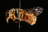  (Eoanthidium afroarabicum - BC-ZSM-HYM-30268-D08)  @11 [ ] CreativeCommons - Attribution Non-Commercial Share-Alike (2020) SNSB, Staatliche Naturwissenschaftliche Sammlungen Bayerns ZSM (SNSB, Zoologische Staatssammlung Muenchen)