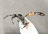  ( - BC-ZSM-HYM-30268-G05)  @11 [ ] CreativeCommons - Attribution Non-Commercial Share-Alike (2020) SNSB, Staatliche Naturwissenschaftliche Sammlungen Bayerns ZSM (SNSB, Zoologische Staatssammlung Muenchen)