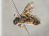  ( - BC-ZSM-HYM-30268-H01)  @11 [ ] CreativeCommons - Attribution Non-Commercial Share-Alike (2020) SNSB, Staatliche Naturwissenschaftliche Sammlungen Bayerns ZSM (SNSB, Zoologische Staatssammlung Muenchen)
