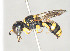  (Ectemnius hypsae - BC-ZSM-HYM-30268-H06)  @11 [ ] CreativeCommons - Attribution Non-Commercial Share-Alike (2020) SNSB, Staatliche Naturwissenschaftliche Sammlungen Bayerns ZSM (SNSB, Zoologische Staatssammlung Muenchen)
