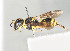  ( - BC-ZSM-HYM-30268-H07)  @11 [ ] CreativeCommons - Attribution Non-Commercial Share-Alike (2020) SNSB, Staatliche Naturwissenschaftliche Sammlungen Bayerns ZSM (SNSB, Zoologische Staatssammlung Muenchen)