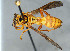  ( - BC-ZSM-HYM-30268-H09)  @11 [ ] CreativeCommons - Attribution Non-Commercial Share-Alike (2020) SNSB, Staatliche Naturwissenschaftliche Sammlungen Bayerns ZSM (SNSB, Zoologische Staatssammlung Muenchen)