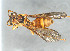  ( - BC-ZSM-HYM-30268-H10)  @11 [ ] CreativeCommons - Attribution Non-Commercial Share-Alike (2020) SNSB, Staatliche Naturwissenschaftliche Sammlungen Bayerns ZSM (SNSB, Zoologische Staatssammlung Muenchen)
