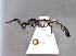  ( - BC-ZSM-HYM-30269-A10)  @11 [ ] CreativeCommons - Attribution Non-Commercial Share-Alike (2020) SNSB, Staatliche Naturwissenschaftliche Sammlungen Bayerns ZSM (SNSB, Zoologische Staatssammlung Muenchen)