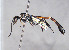  ( - BC-ZSM-HYM-30269-A12)  @11 [ ] CreativeCommons - Attribution Non-Commercial Share-Alike (2020) SNSB, Staatliche Naturwissenschaftliche Sammlungen Bayerns ZSM (SNSB, Zoologische Staatssammlung Muenchen)