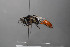  ( - BC-ZSM-HYM-30269-D01)  @12 [ ] CreativeCommons - Attribution Non-Commercial Share-Alike (2020) SNSB, Staatliche Naturwissenschaftliche Sammlungen Bayerns ZSM (SNSB, Zoologische Staatssammlung Muenchen)