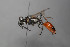 ( - BC-ZSM-HYM-30269-D03)  @12 [ ] CreativeCommons - Attribution Non-Commercial Share-Alike (2020) SNSB, Staatliche Naturwissenschaftliche Sammlungen Bayerns ZSM (SNSB, Zoologische Staatssammlung Muenchen)
