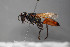  ( - BC-ZSM-HYM-30269-D11)  @11 [ ] CreativeCommons - Attribution Non-Commercial Share-Alike (2020) SNSB, Staatliche Naturwissenschaftliche Sammlungen Bayerns ZSM (SNSB, Zoologische Staatssammlung Muenchen)