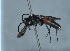  ( - BC-ZSM-HYM-30269-F03)  @13 [ ] CreativeCommons - Attribution Non-Commercial Share-Alike (2020) SNSB, Staatliche Naturwissenschaftliche Sammlungen Bayerns ZSM (SNSB, Zoologische Staatssammlung Muenchen)