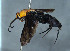  (Ferreola pseudodenticulata - BC-ZSM-HYM-30269-F04)  @11 [ ] CreativeCommons - Attribution Non-Commercial Share-Alike (2020) SNSB, Staatliche Naturwissenschaftliche Sammlungen Bayerns ZSM (SNSB, Zoologische Staatssammlung Muenchen)