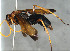  (Mygnimia - BC-ZSM-HYM-30269-F07)  @11 [ ] CreativeCommons - Attribution Non-Commercial Share-Alike (2020) SNSB, Staatliche Naturwissenschaftliche Sammlungen Bayerns ZSM (SNSB, Zoologische Staatssammlung Muenchen)