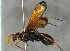  ( - BC-ZSM-HYM-30269-F08)  @11 [ ] CreativeCommons - Attribution Non-Commercial Share-Alike (2020) SNSB, Staatliche Naturwissenschaftliche Sammlungen Bayerns ZSM (SNSB, Zoologische Staatssammlung Muenchen)