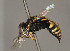  (Oxybelus fischeri - BC-ZSM-HYM-30269-H09)  @11 [ ] CreativeCommons - Attribution Non-Commercial Share-Alike (2020) SNSB, Staatliche Naturwissenschaftliche Sammlungen Bayerns ZSM (SNSB, Zoologische Staatssammlung Muenchen)