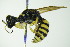  ( - BC ZSM HYM 21106)  @13 [ ] CreativeCommons - Attribution Non-Commercial Share-Alike (2014) Stefan Schmidt SNSB, Zoologische Staatssammlung Muenchen
