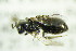  ( - BC ZSM HYM 21176)  @12 [ ] CreativeCommons - Attribution Non-Commercial Share-Alike (2014) Stefan Schmidt SNSB, Zoologische Staatssammlung Muenchen