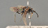  ( - BC ZSM HYM 12648)  @13 [ ] CreativeCommons - Attribution Non-Commercial Share-Alike (2014) Stefan Schmidt SNSB, Zoologische Staatssammlung Muenchen