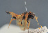  ( - BC ZSM HYM 12680)  @11 [ ] CreativeCommons - Attribution Non-Commercial Share-Alike (2014) Stefan Schmidt SNSB, Zoologische Staatssammlung Muenchen