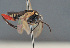  ( - BC ZSM HYM 12693)  @12 [ ] CreativeCommons - Attribution Non-Commercial Share-Alike (2014) Stefan Schmidt SNSB, Zoologische Staatssammlung Muenchen