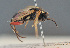  ( - BC ZSM HYM 12694)  @11 [ ] CreativeCommons - Attribution Non-Commercial Share-Alike (2014) Stefan Schmidt SNSB, Zoologische Staatssammlung Muenchen