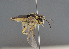  ( - BC ZSM HYM 12728)  @12 [ ] CreativeCommons - Attribution Non-Commercial Share-Alike (2014) Stefan Schmidt SNSB, Zoologische Staatssammlung Muenchen
