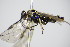  ( - BC ZSM HYM 16533)  @13 [ ] CreativeCommons - Attribution Non-Commercial Share-Alike (2015) Unspecified SNSB, Zoologische Staatssammlung Muenchen
