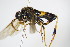  ( - BC ZSM HYM 16562)  @13 [ ] CreativeCommons - Attribution Non-Commercial Share-Alike (2015) Unspecified SNSB, Zoologische Staatssammlung Muenchen