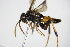  ( - BC ZSM HYM 16563)  @12 [ ] CreativeCommons - Attribution Non-Commercial Share-Alike (2015) Unspecified SNSB, Zoologische Staatssammlung Muenchen