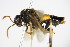  ( - BC ZSM HYM 16564)  @13 [ ] CreativeCommons - Attribution Non-Commercial Share-Alike (2015) Unspecified SNSB, Zoologische Staatssammlung Muenchen
