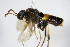  ( - BC ZSM HYM 16565)  @13 [ ] CreativeCommons - Attribution Non-Commercial Share-Alike (2015) Unspecified SNSB, Zoologische Staatssammlung Muenchen