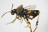  ( - BC ZSM HYM 16566)  @12 [ ] CreativeCommons - Attribution Non-Commercial Share-Alike (2015) Unspecified SNSB, Zoologische Staatssammlung Muenchen