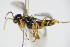  ( - BC ZSM HYM 16601)  @12 [ ] CreativeCommons - Attribution Non-Commercial Share-Alike (2015) Unspecified SNSB, Zoologische Staatssammlung Muenchen
