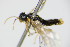  ( - BC ZSM HYM 16602)  @12 [ ] CreativeCommons - Attribution Non-Commercial Share-Alike (2015) Unspecified SNSB, Zoologische Staatssammlung Muenchen